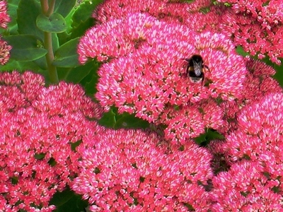 A bumble bee harvesting nectar from sedum flowers - a symbol of the flowering of our garden project